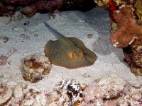 Blue Spotted Stingray feeds on shrimp worms and mollusks. Red Sea Egypt